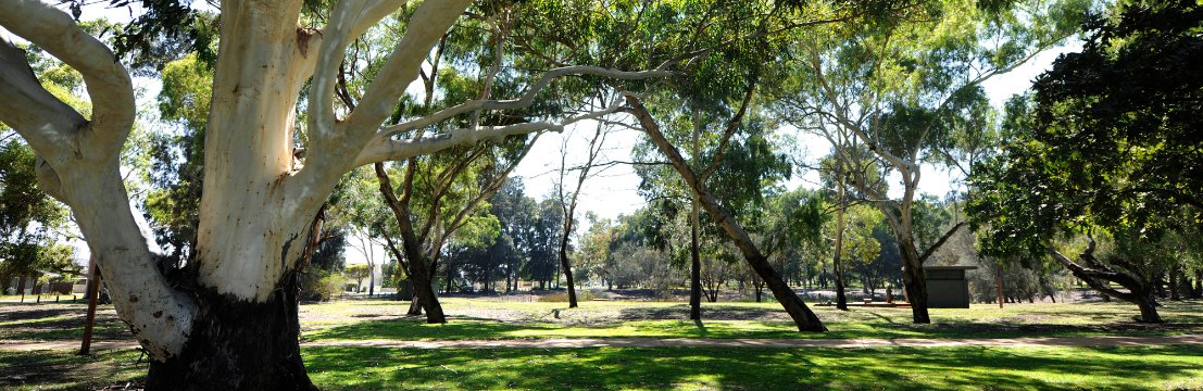 Image of beautiful shady trees at Coolbinia Oval